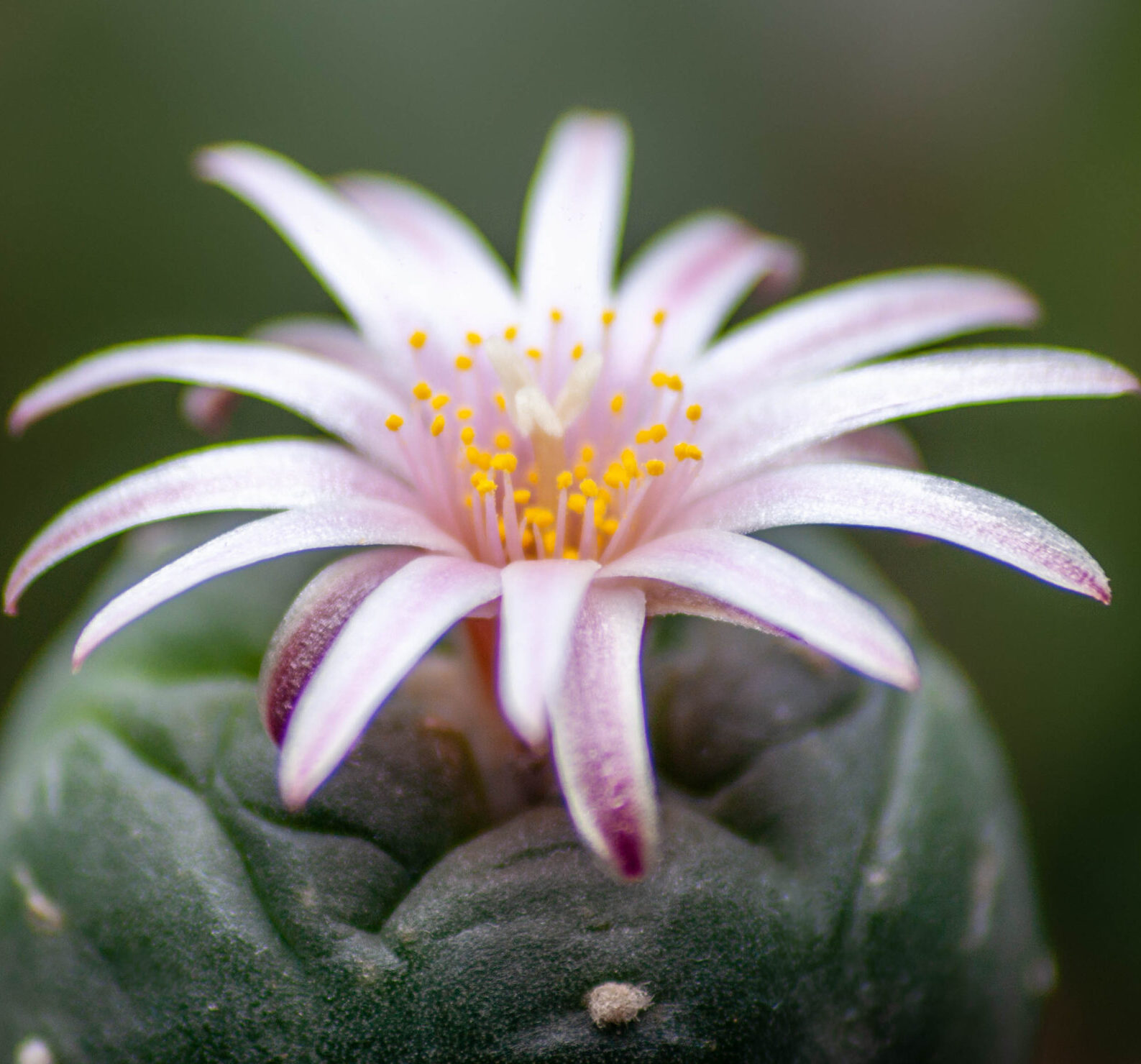 Natural Peyote Cactus